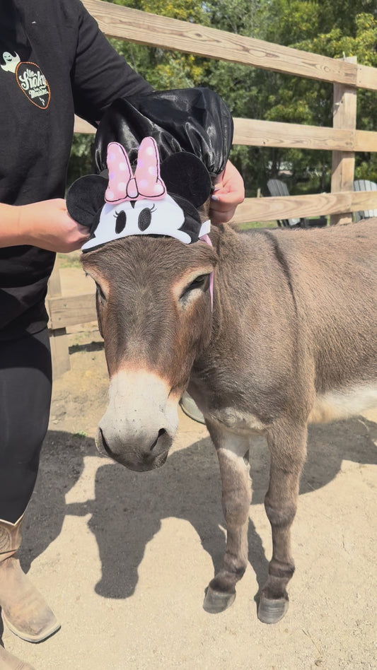 Support our Therapy Horses, Donation